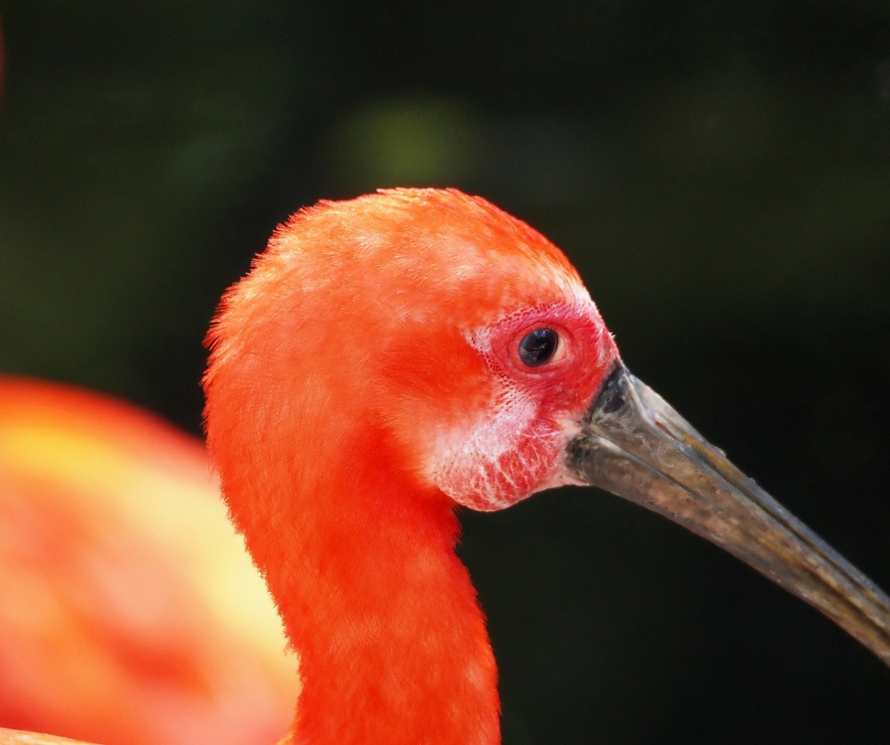 Scarlet ibis (Eudocimus ruber), 2024-05-23