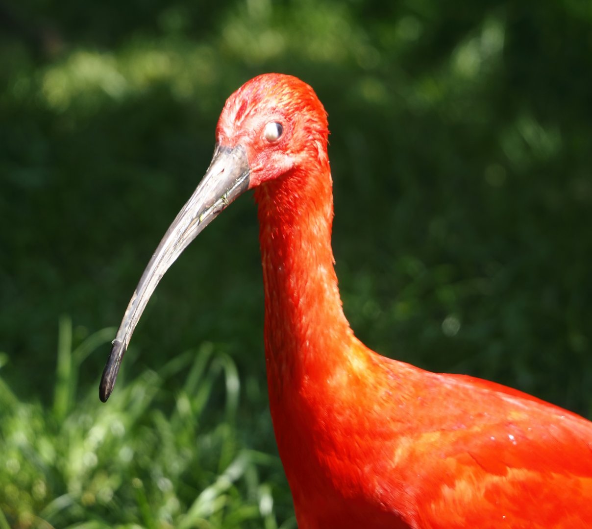 Scarlet ibis (Eudocimus ruber), 2024-05-23