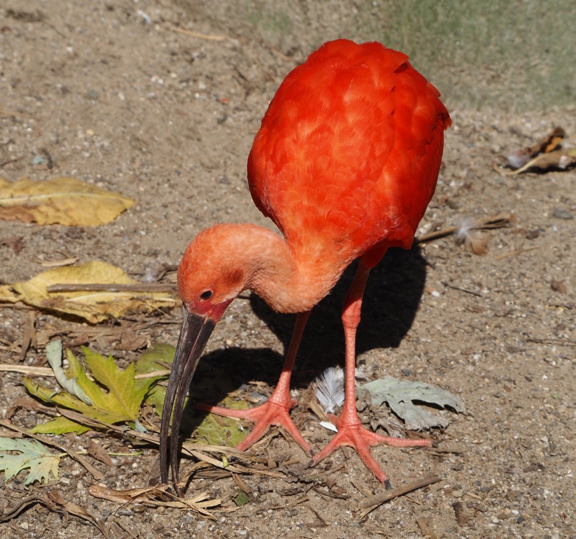 Scarlet ibis (Eudocimus ruber), 2024-09-17