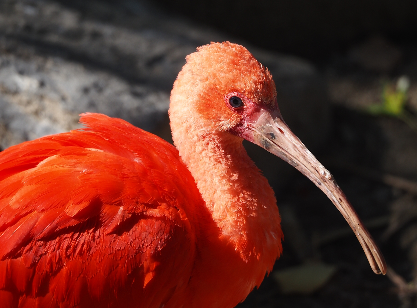 Scarlet ibis (Eudocimus ruber), 2024-09-17
