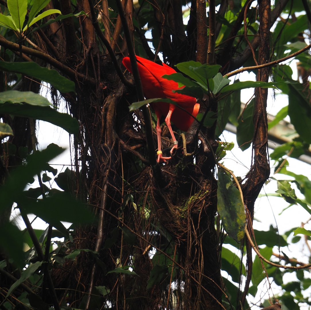 Scarlet ibis (Eudocimus ruber), 2025-05-17