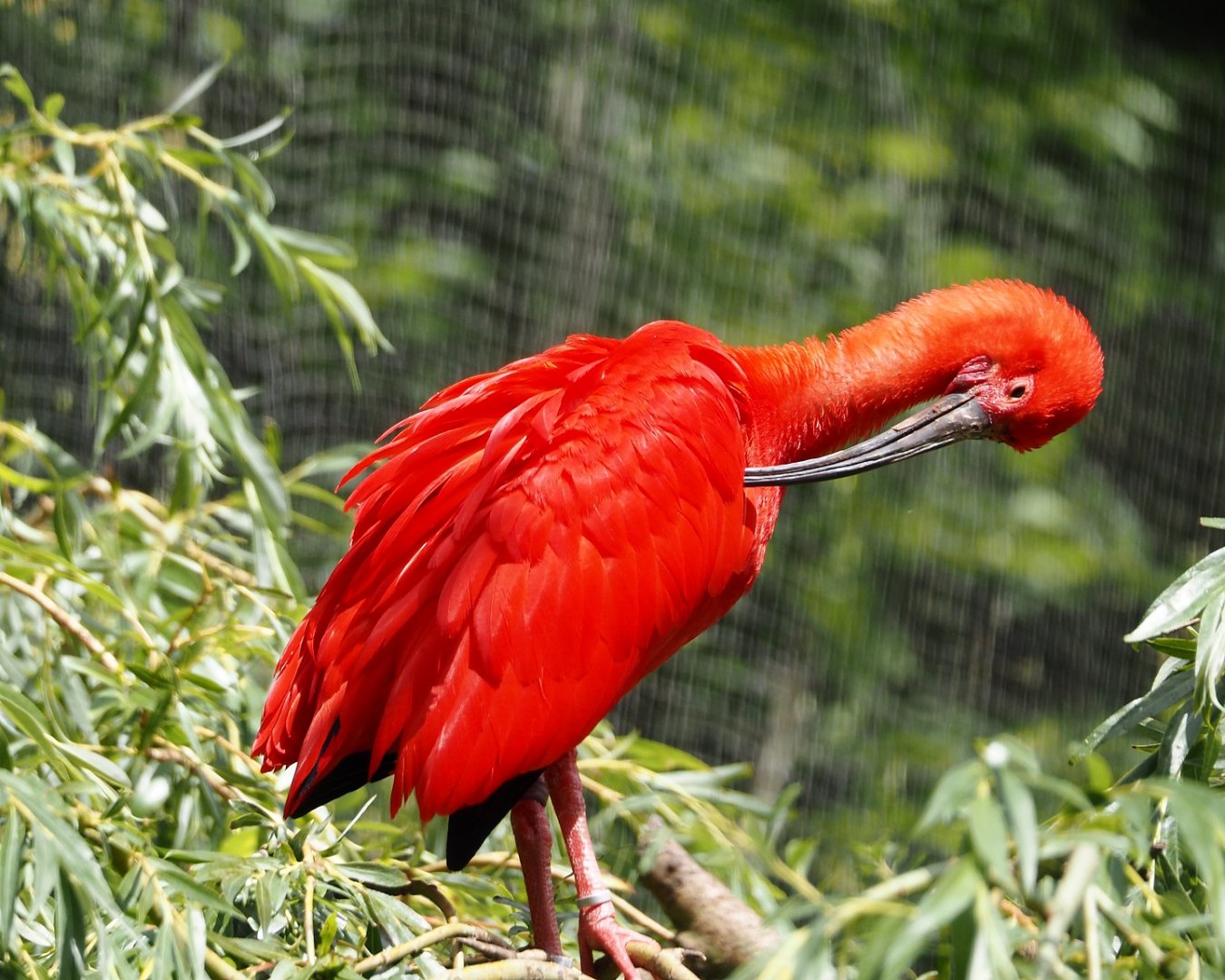 Scarlet ibis (Eudocimus ruber), 2025-05-22