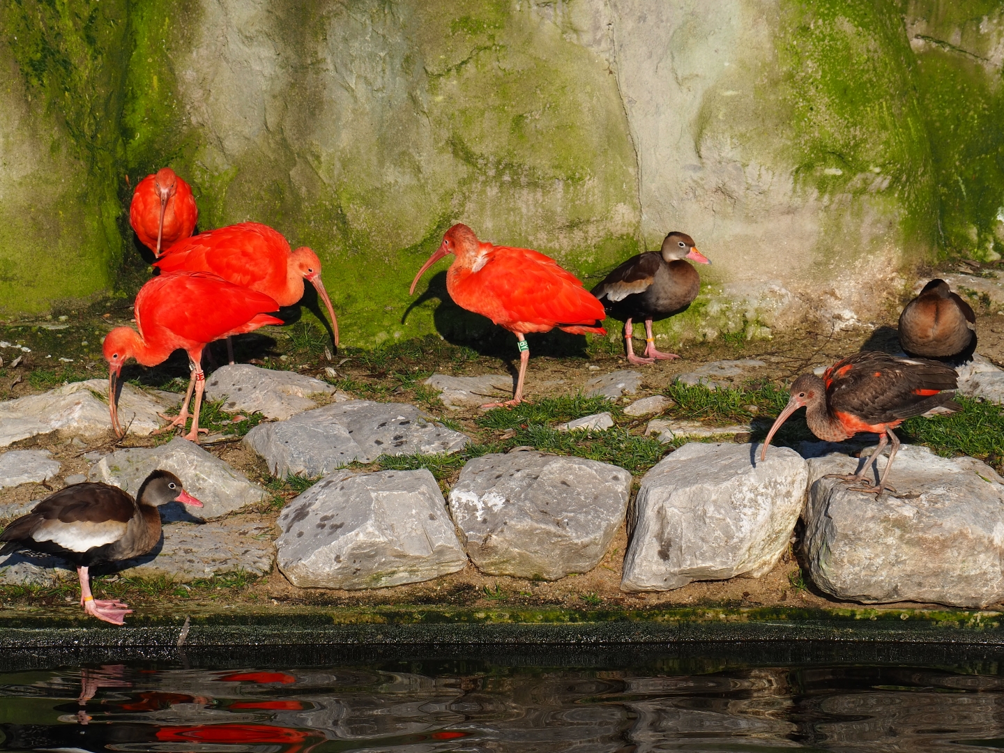 Scarlet ibis (Eudocimus ruber) and Black-bellied whistling ducks (Dendrocygna autumnalis), Jan 20th, 2018