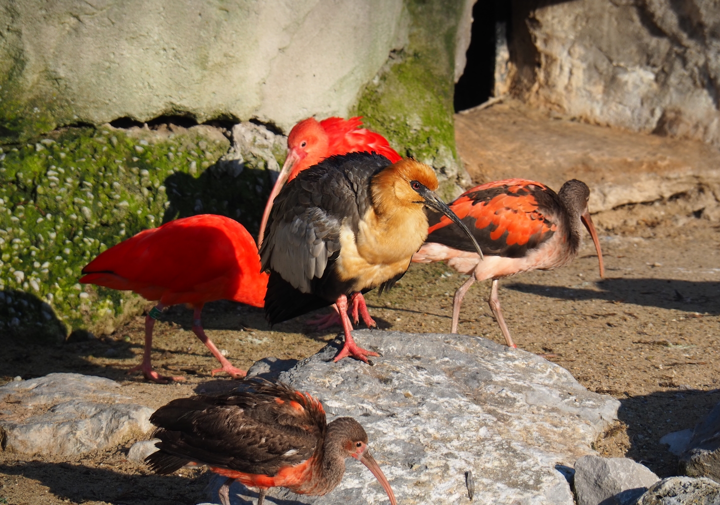 Scarlet ibis (Eudocimus ruber) and Black-faced ibis (Theristicus melanopis), Jan 20th, 2019
