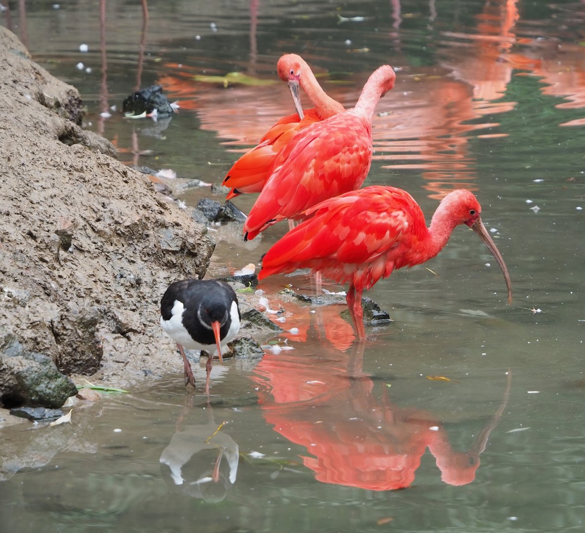 Scarlet ibis (Eudocimus ruber) and Eurasian Oystercatcher (Haematopus ostralegus), 2023-10-13