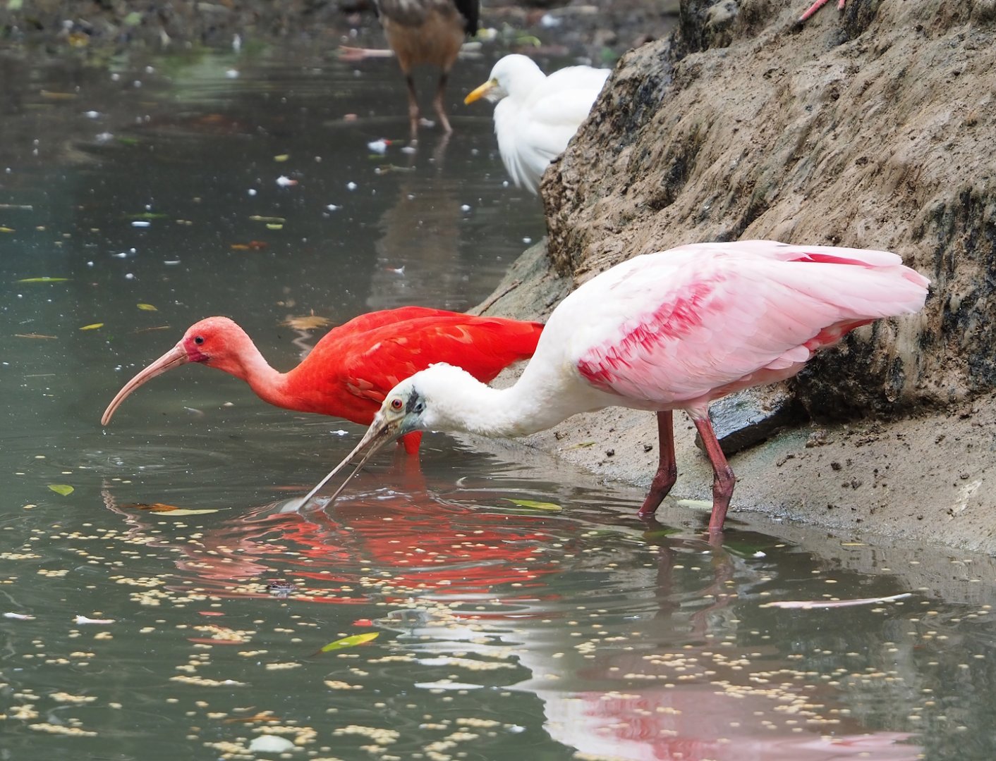 Scarlet ibis (Eudocimus ruber) and Roseate spoonbill (Platalea ajaja), 2023-10-13