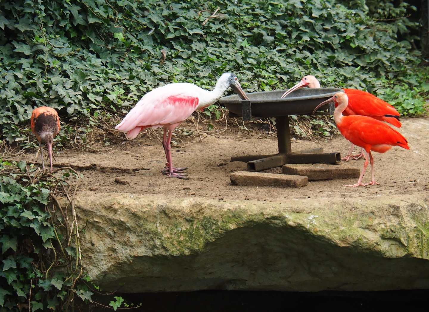 Scarlet ibis (Eudocimus ruber) and Roseate spoonbill (Platalea ajaja) feeding (Aug 28th, 2018)