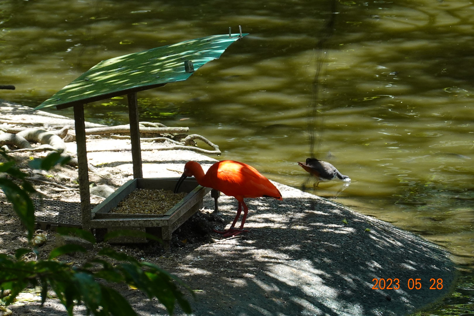 Scarlet Ibis (Eudocimus ruber) and White-breasted Waterhen (Amaurornis phoenicurus)