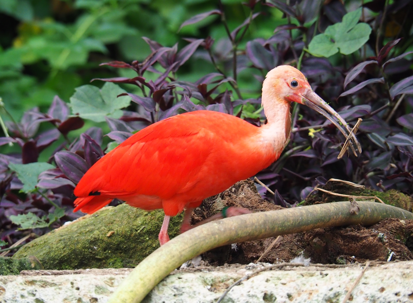 Scarlet ibis (Eudocimus ruber), Aug 28th, 2018