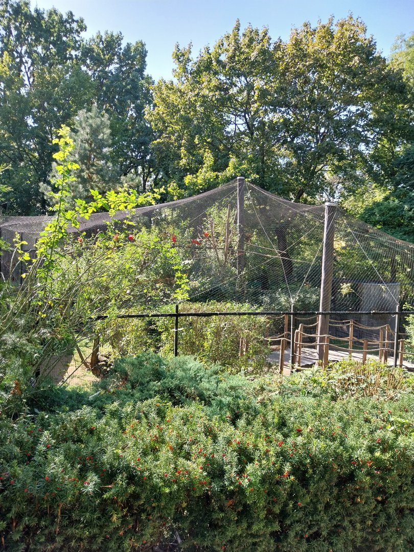 Scarlet Ibis (Eudocimus ruber) aviary