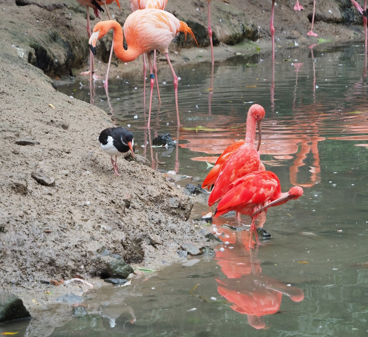 Scarlet ibis (Eudocimus ruber), Eurasian Oystercatcher (Haematopus ostralegus) and American flamingo (Phoenicopterus ruber), 2023-10-13