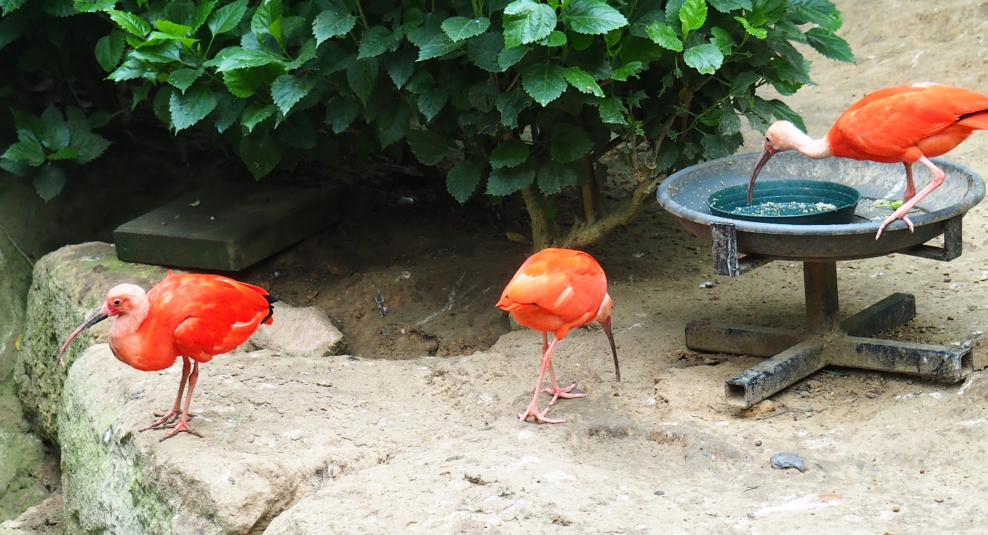 Scarlet ibis (Eudocimus ruber) feeding (Aug 28th, 2018)