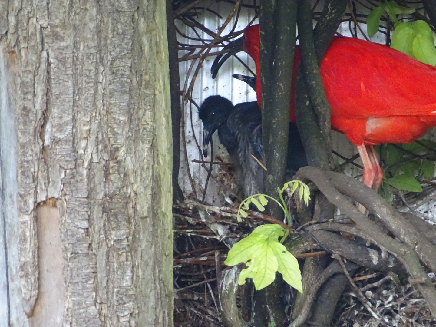 Scarlet ibis (Eudocimus ruber) nest