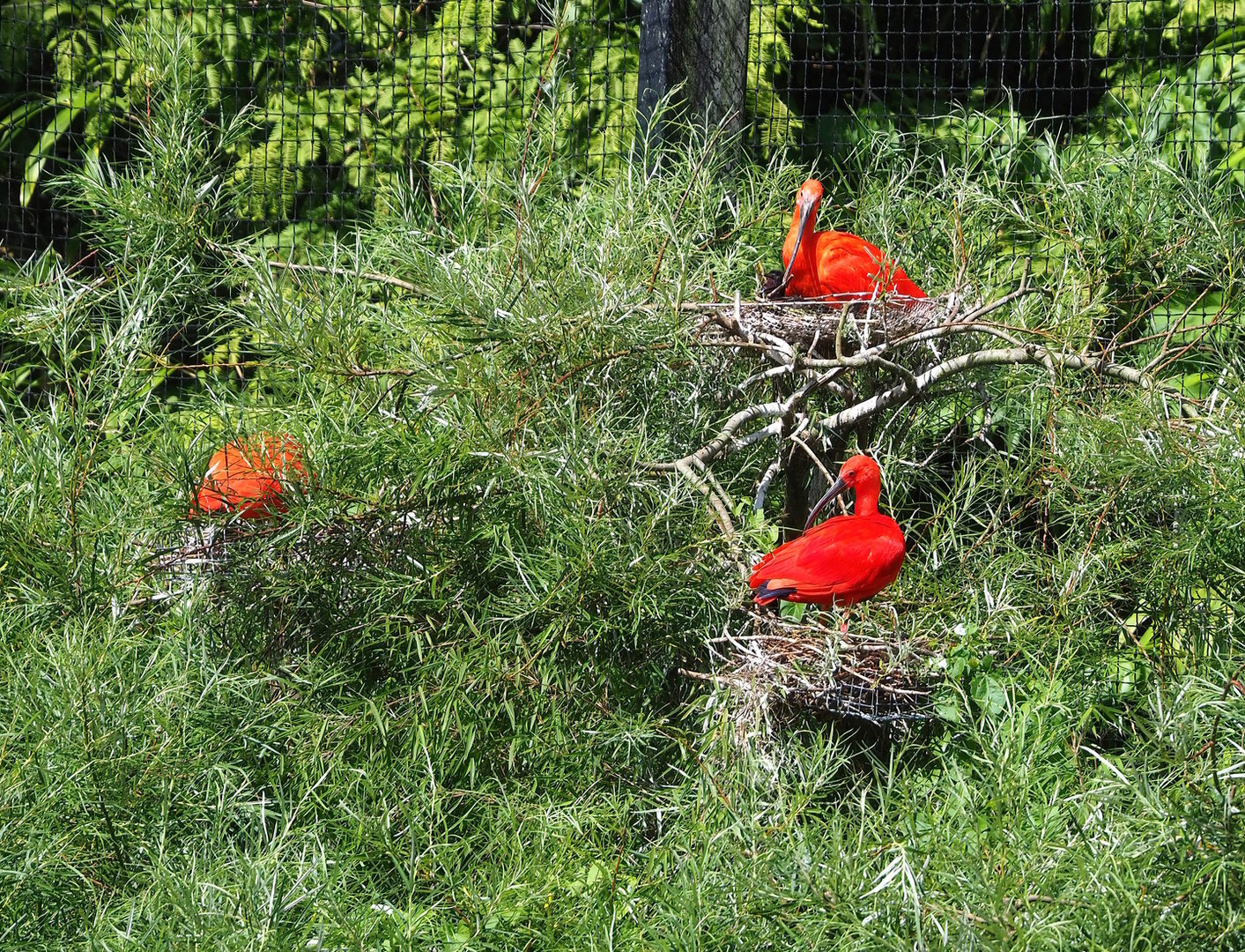 Scarlet ibis (Eudocimus ruber) nests, 2022-07-03