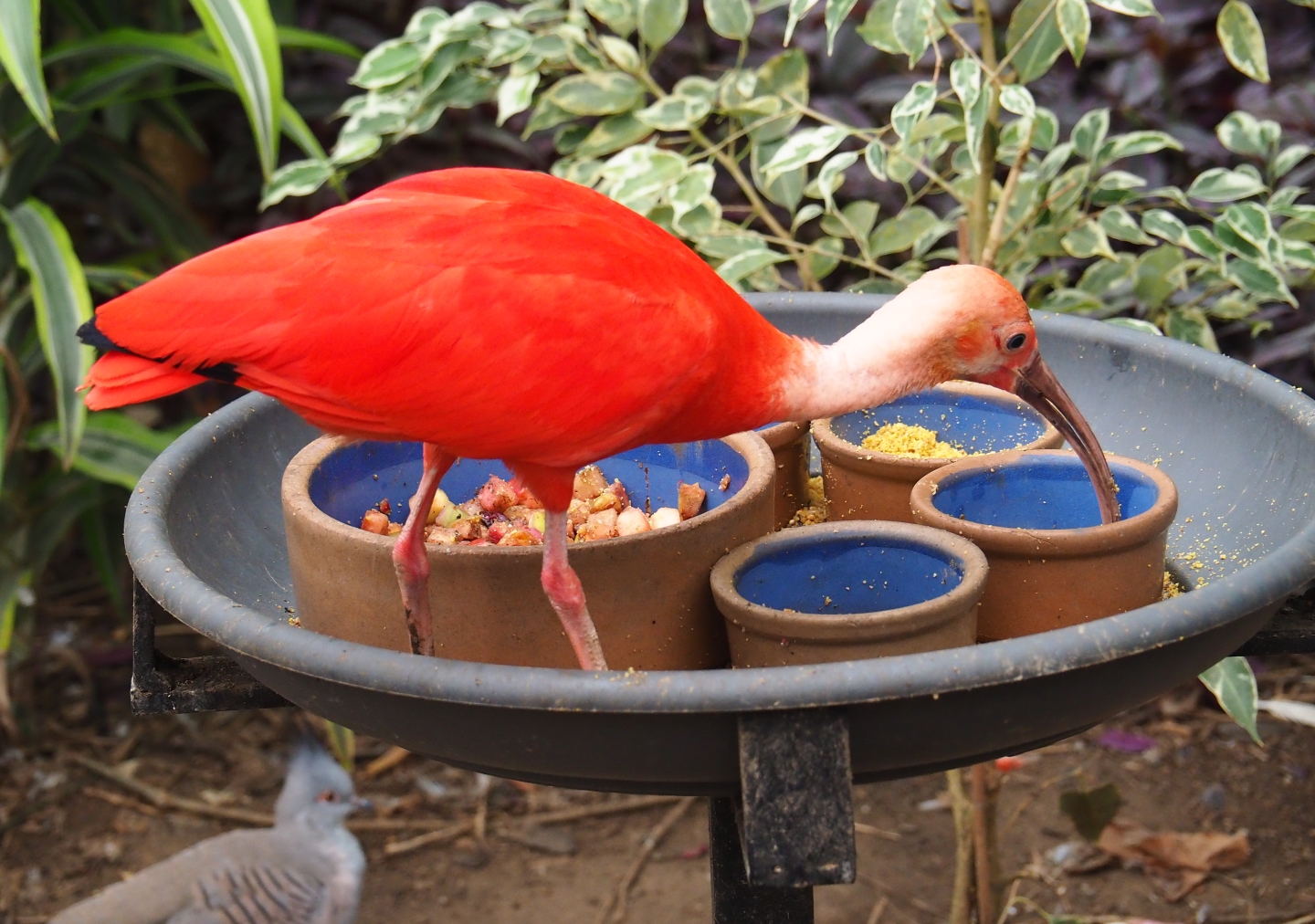Scarlet ibis (Eudocimus ruber) on feeding stand (Aug 28th, 2018)