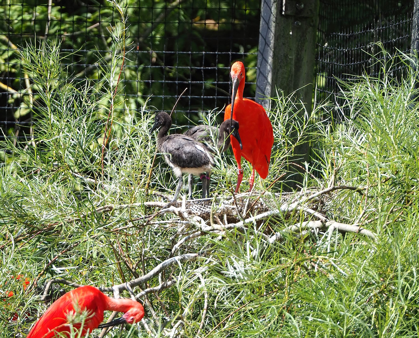 Scarlet ibis (Eudocimus ruber) with chicks, 2022-07-16