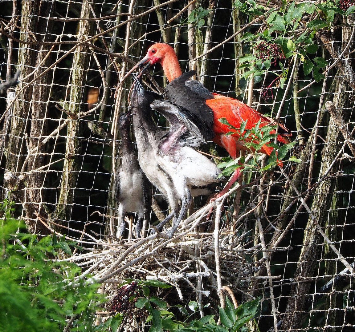 Scarlet ibis (Eudocimus ruber) with chicks, 2022-08-28