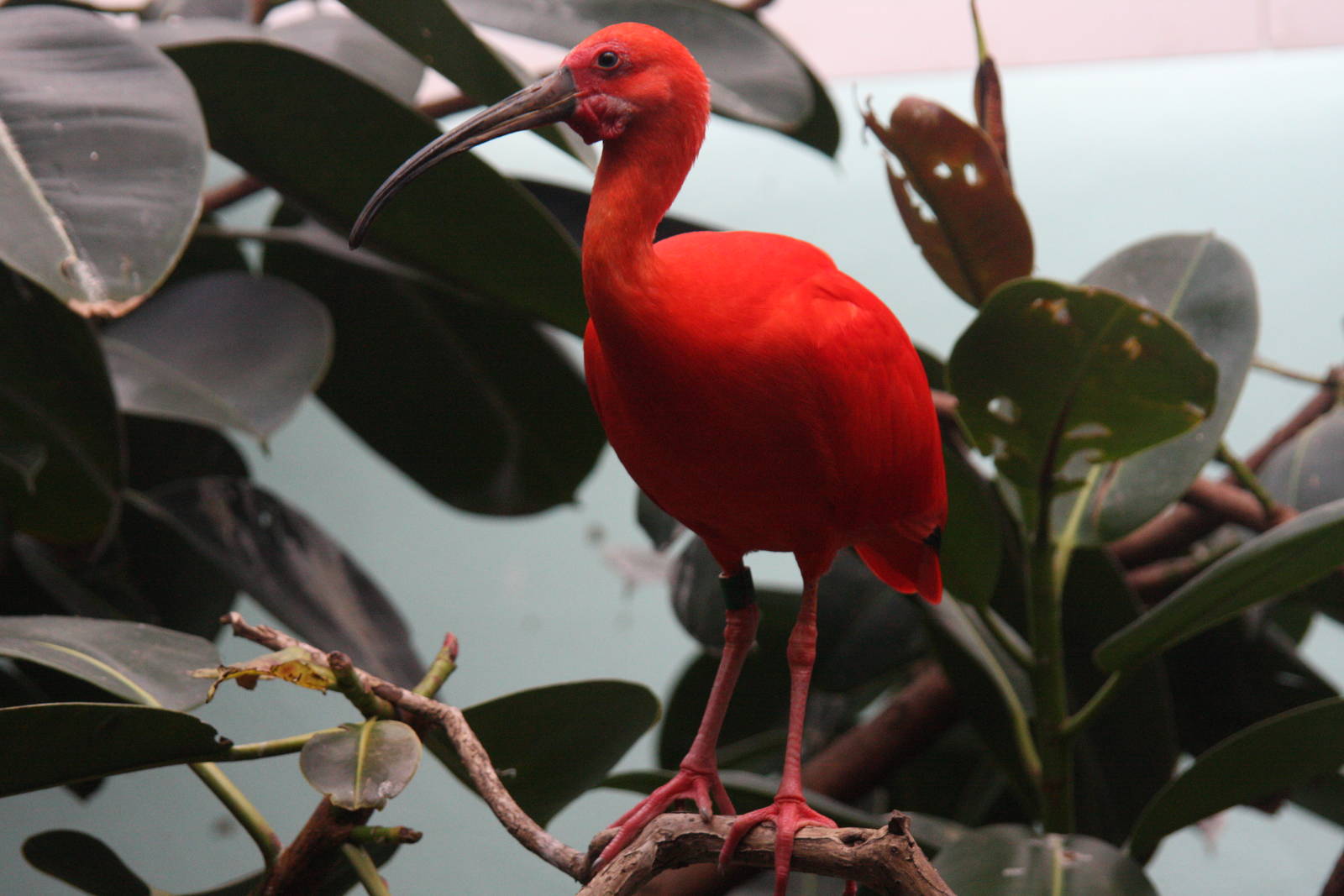 Scarlet Ibis (Eudocimus ruber)