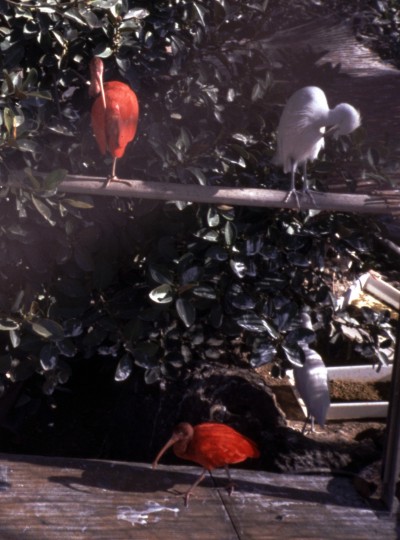 Scarlet ibis (Eudocimus ruber)