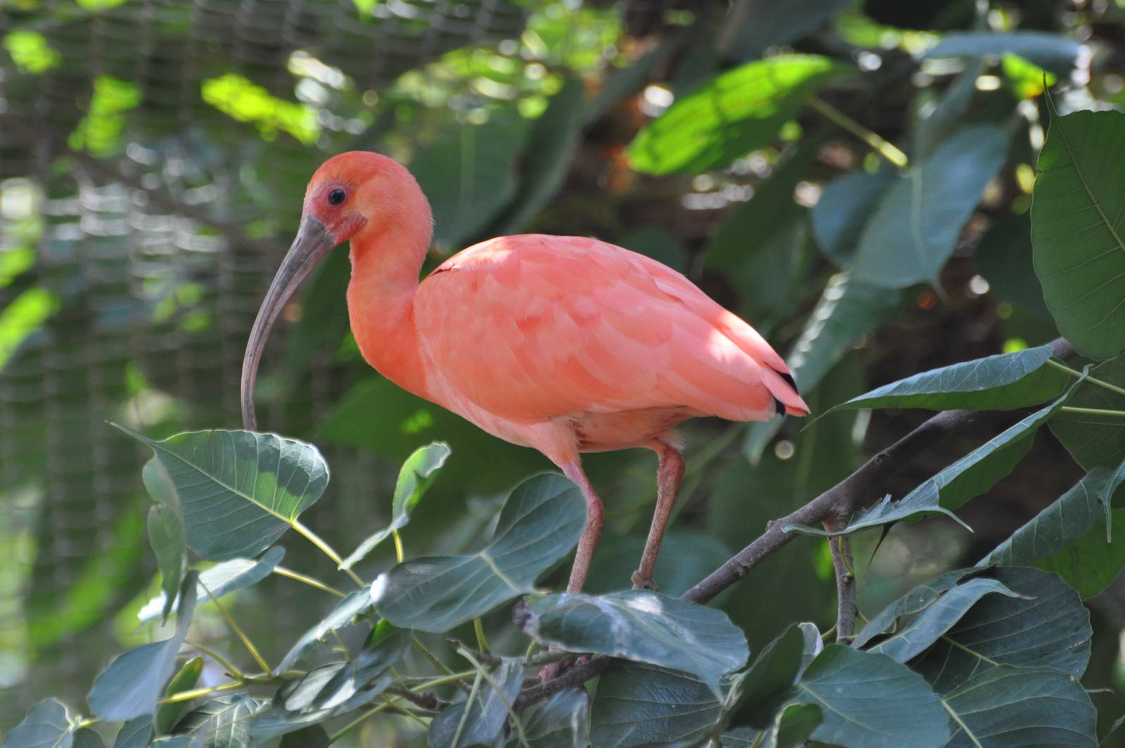 Scarlet ibis/ Eudocimus ruber