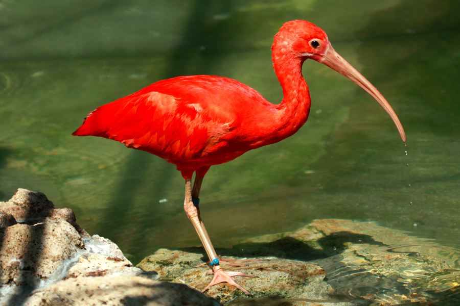 Scarlet Ibis (Eudocimus ruber)