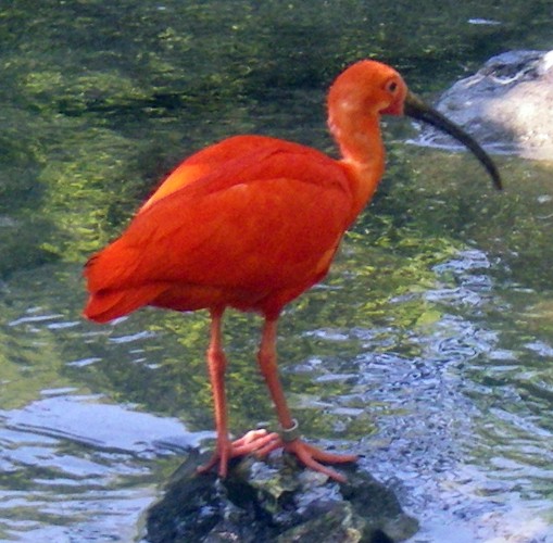 Scarlet Ibis (Eudocimus ruber)