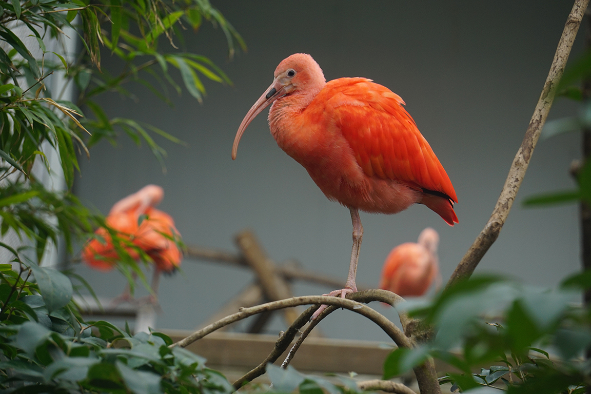 Scarlet ibis (Eudocimus ruber)
