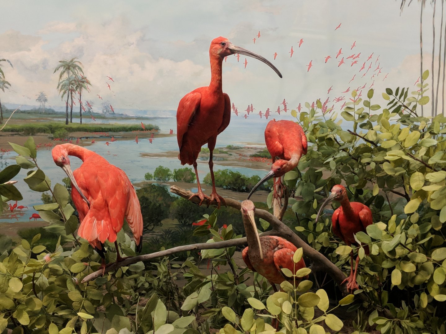 Scarlet ibis (Eudocimus ruber)