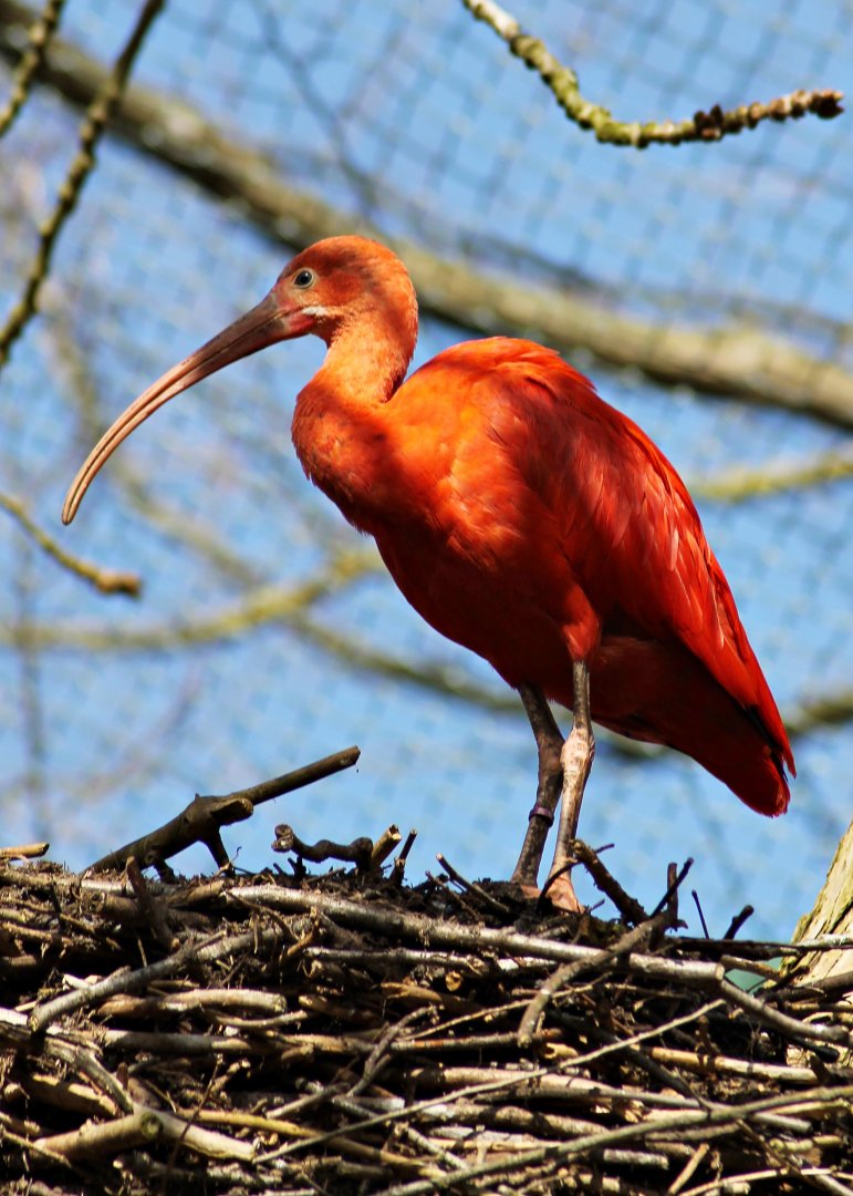 Scarlet ibis (Eudocimus ruber)