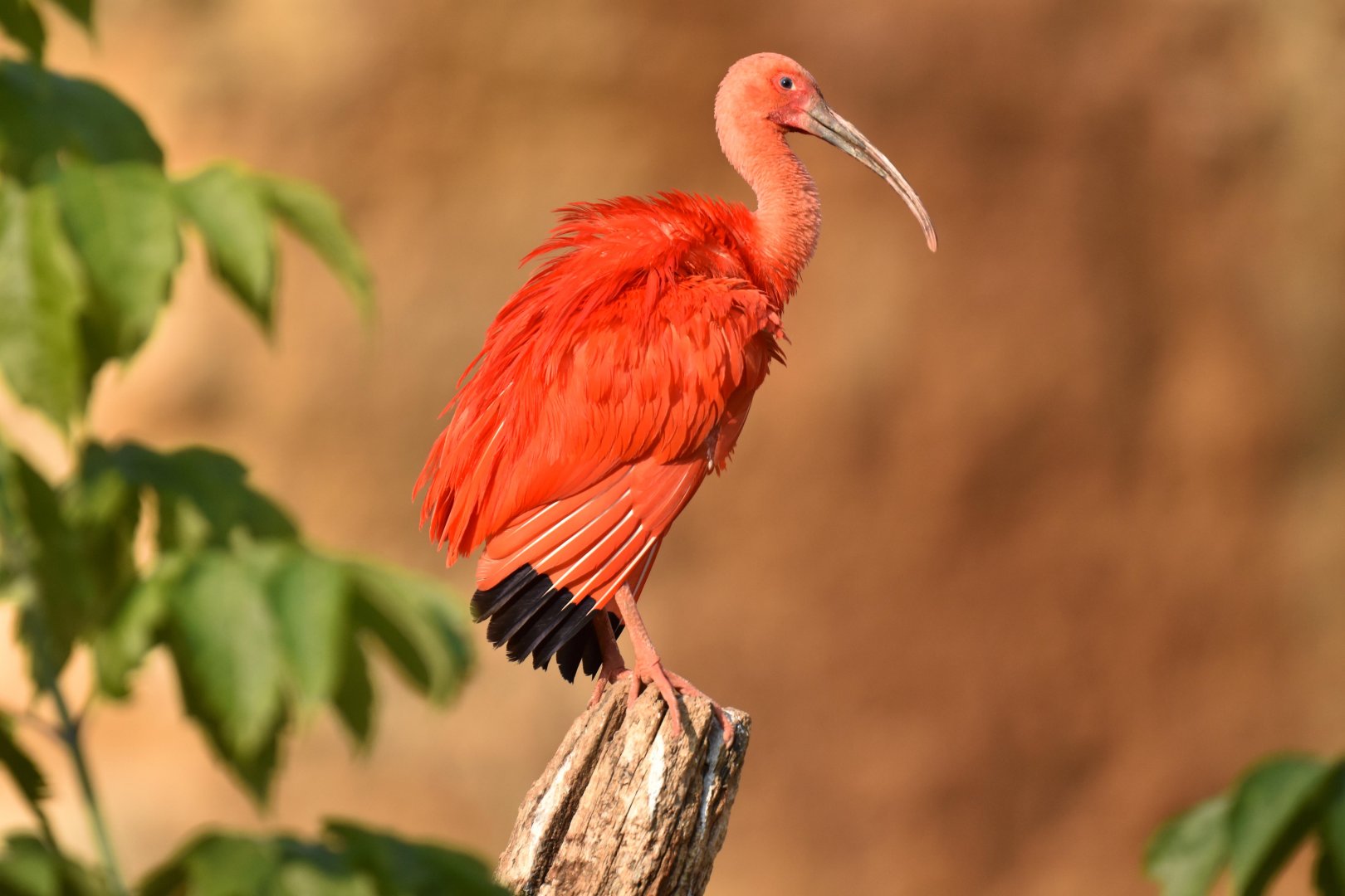 Scarlet ibis (Eudocimus ruber)