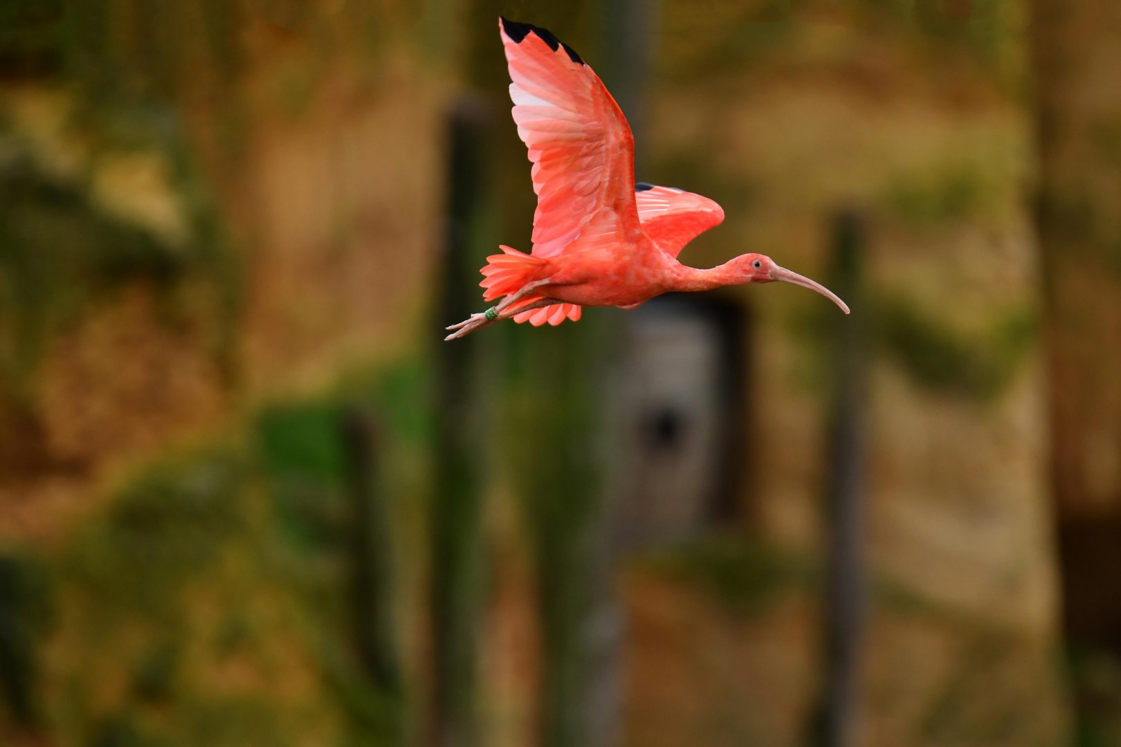 Scarlet ibis (Eudocimus ruber)