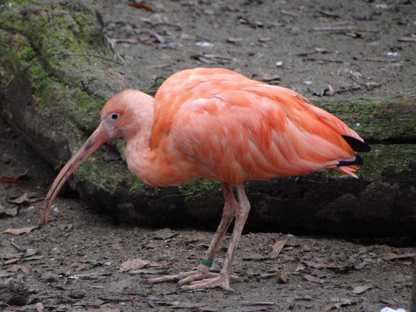 Scarlet Ibis (Eudocimus ruber)