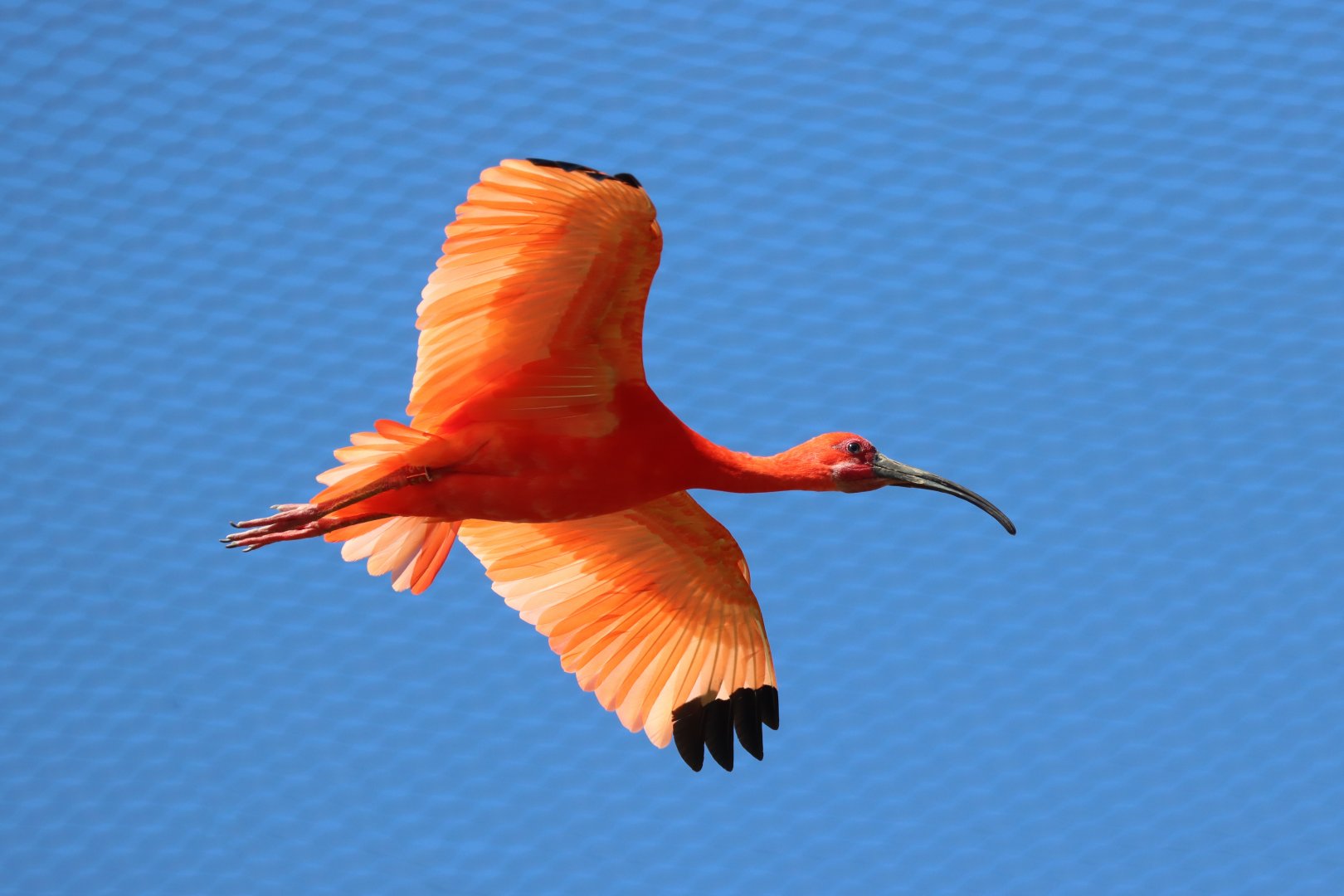 Scarlet ibis (Eudocimus ruber)
