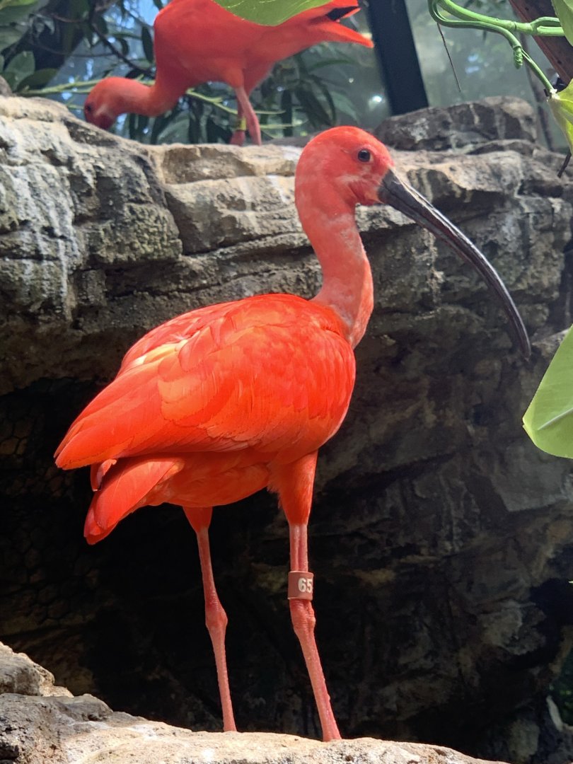 Scarlet Ibis (Eudocimus ruber)