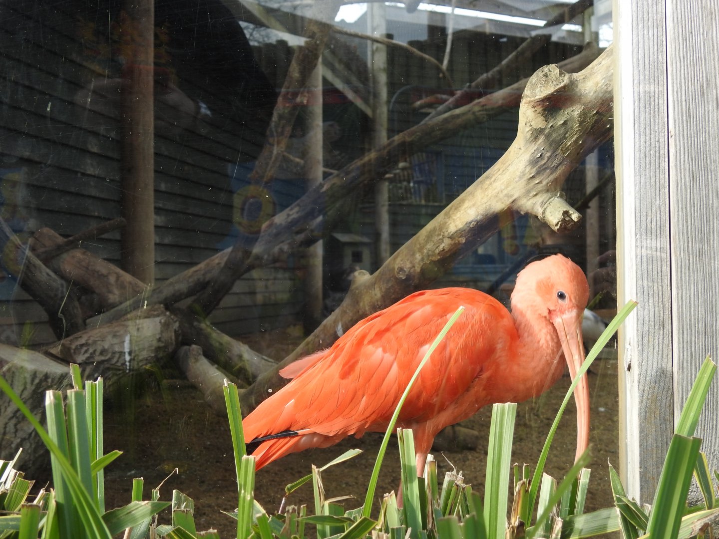 Scarlet Ibis (Eudocimus ruber)