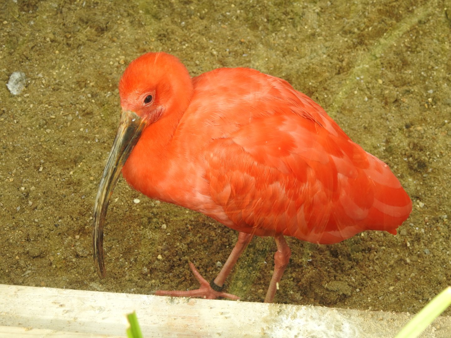 Scarlet Ibis (Eudocimus ruber)
