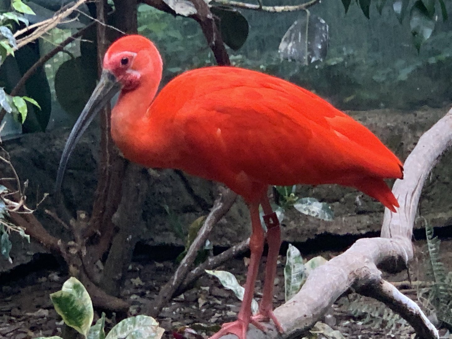 Scarlet Ibis (Eudocimus ruber)