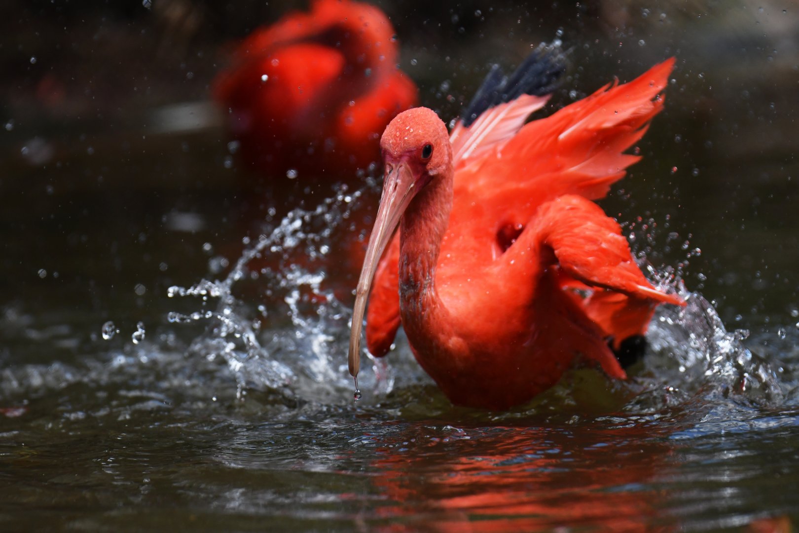 Scarlet ibis (Eudocimus ruber)