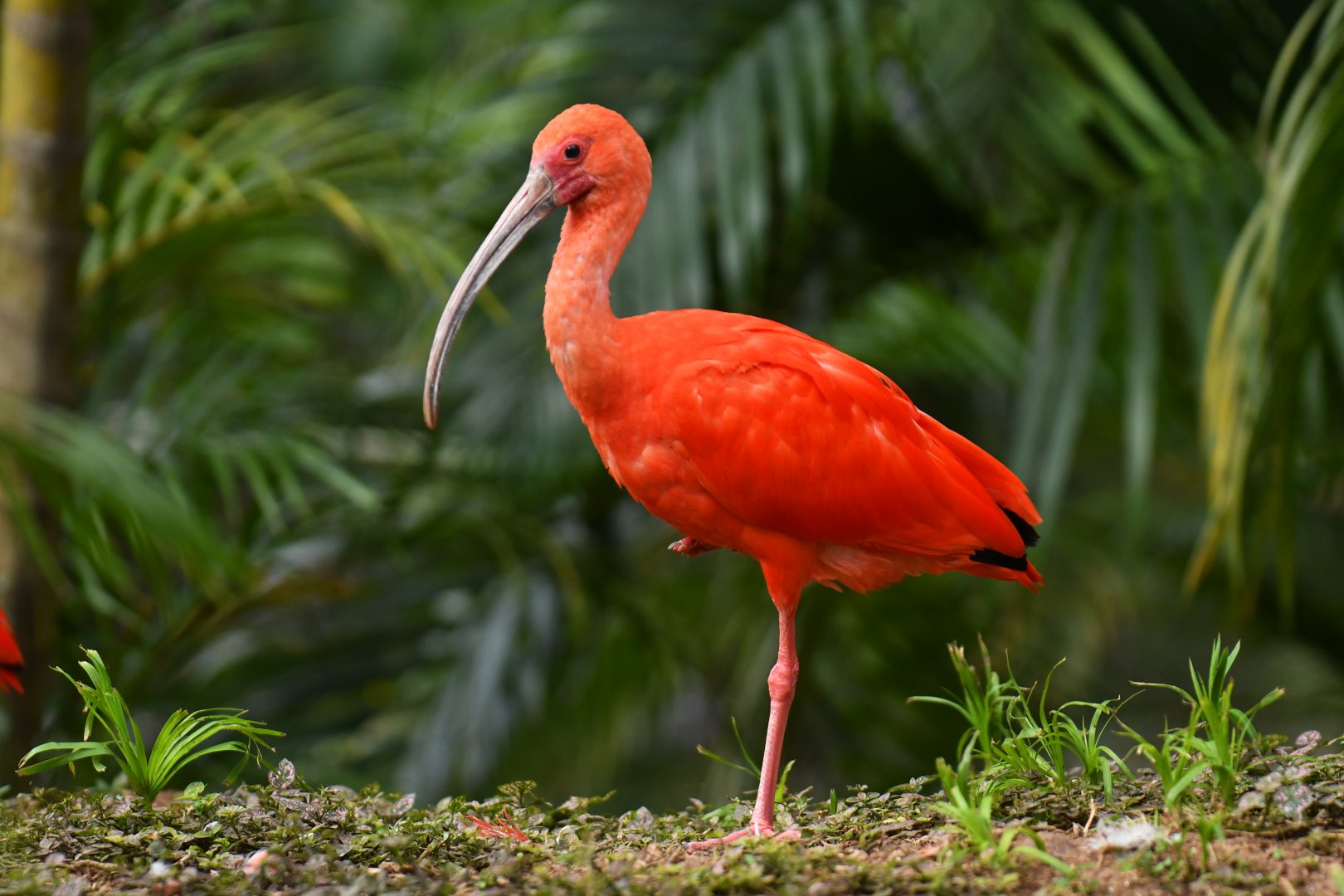 Scarlet ibis (Eudocimus ruber)