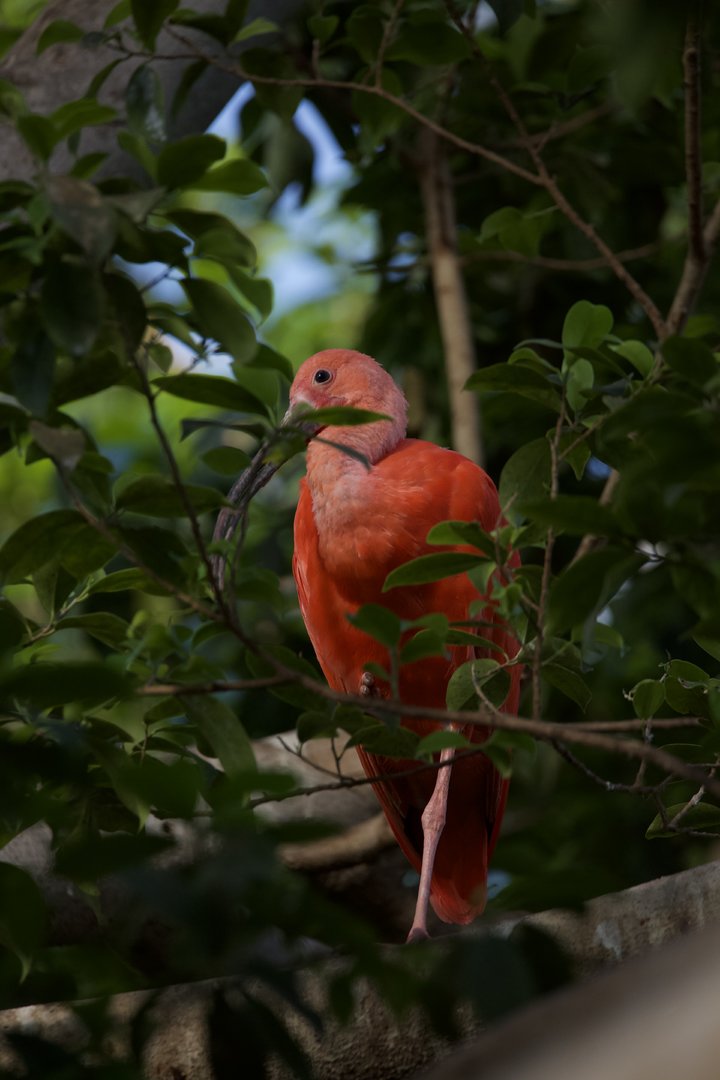 Scarlet ibis/ Eudocimus ruber