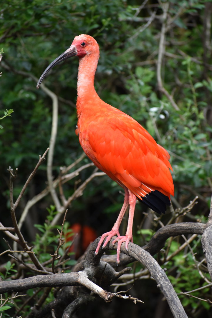 Scarlet Ibis - Eudocimus ruber