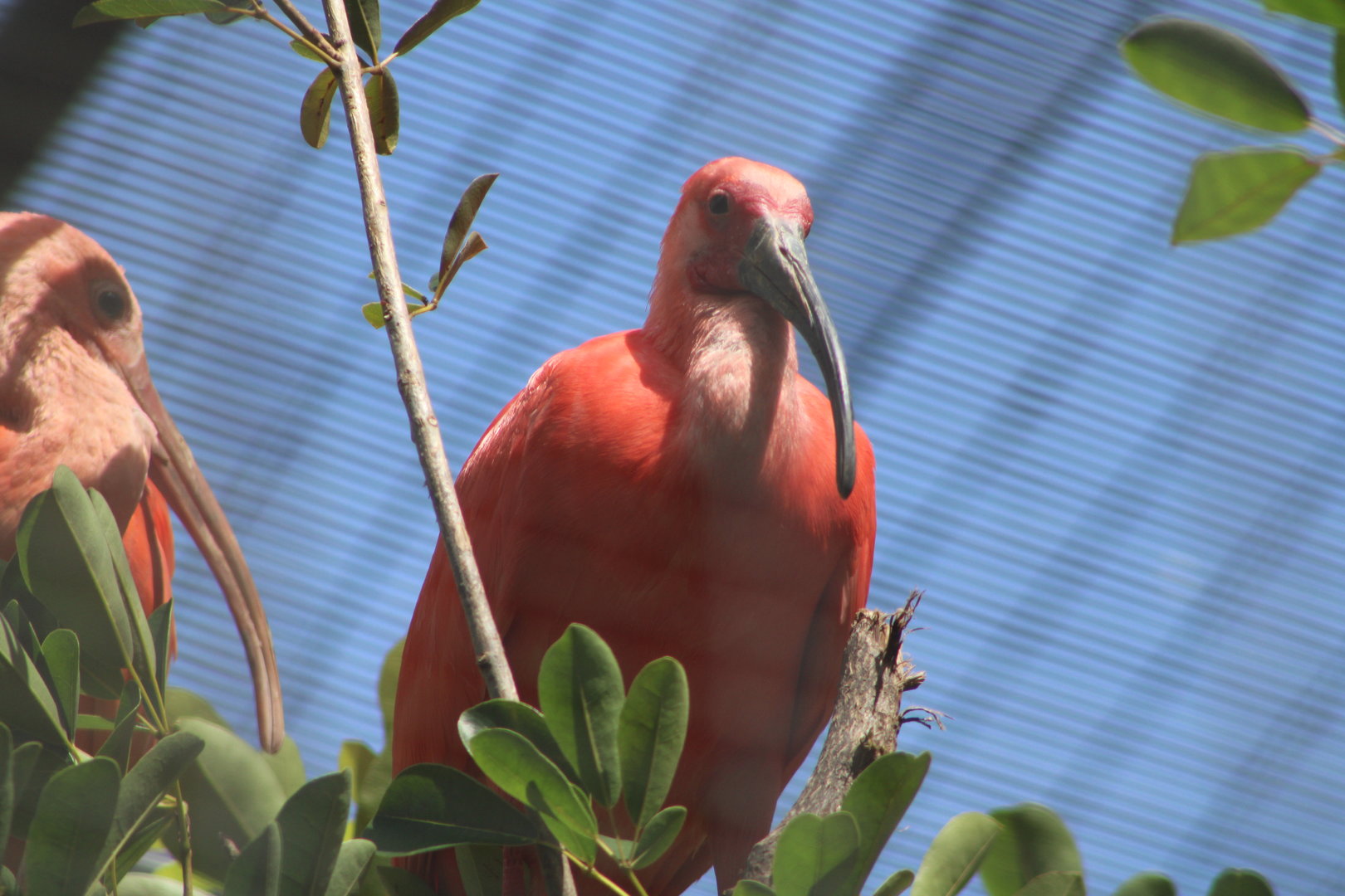 Scarlet Ibis (Eudocimus ruber)