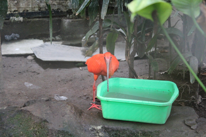 Scarlet ibis (Eudocimus ruber)
