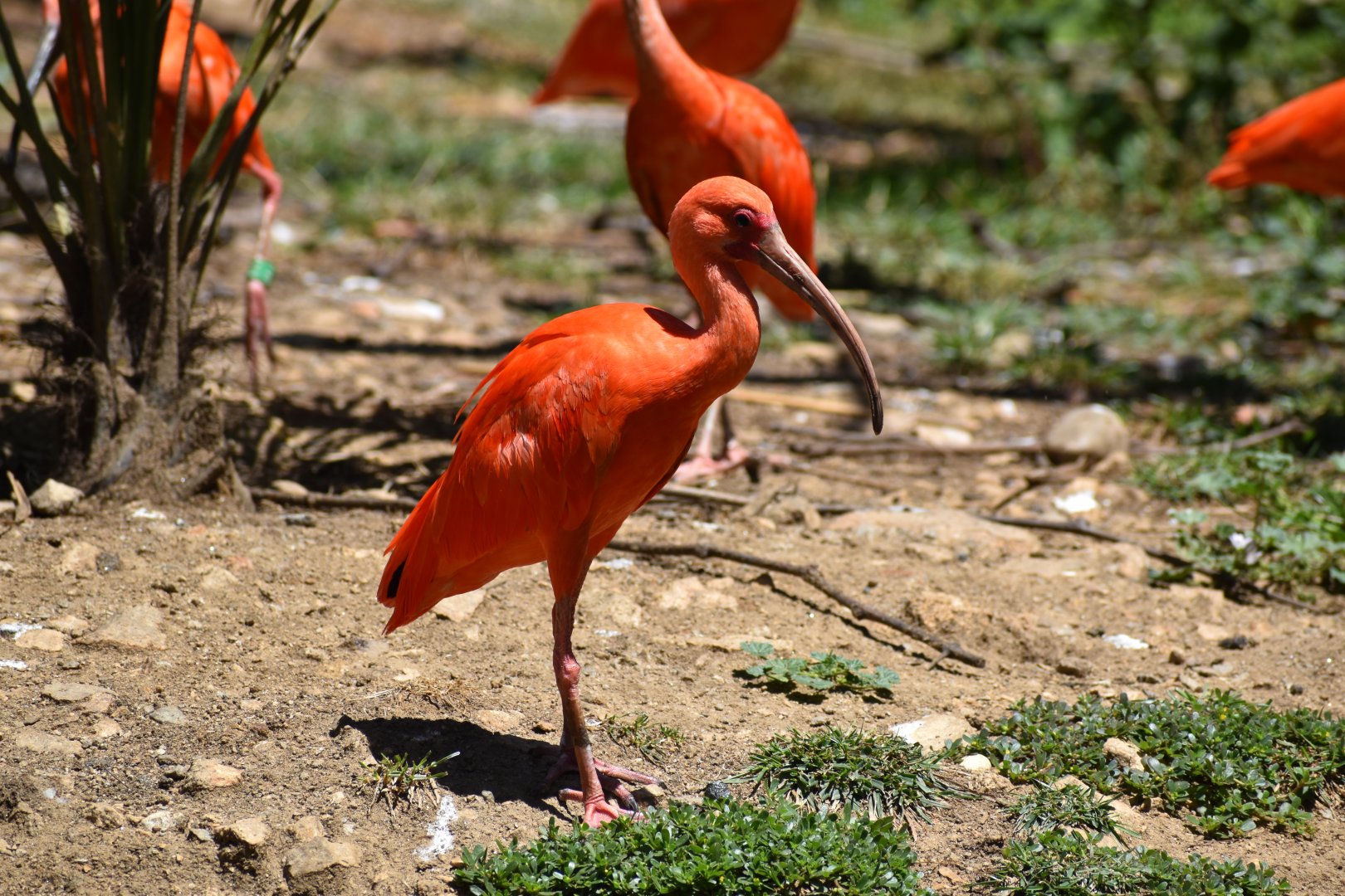 Scarlet ibis (Eudocimus ruber)