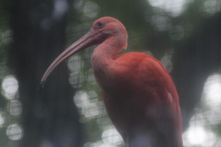 Scarlet ibis (Eudocimus ruber)