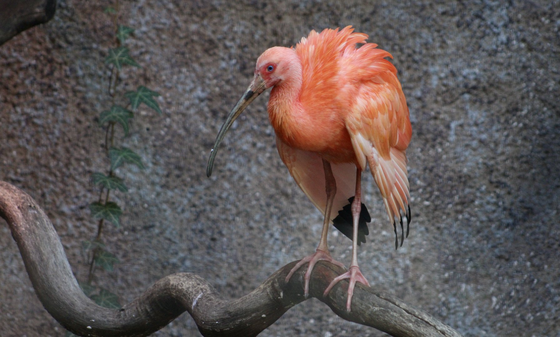 Scarlet Ibis (Eudocimus ruber)