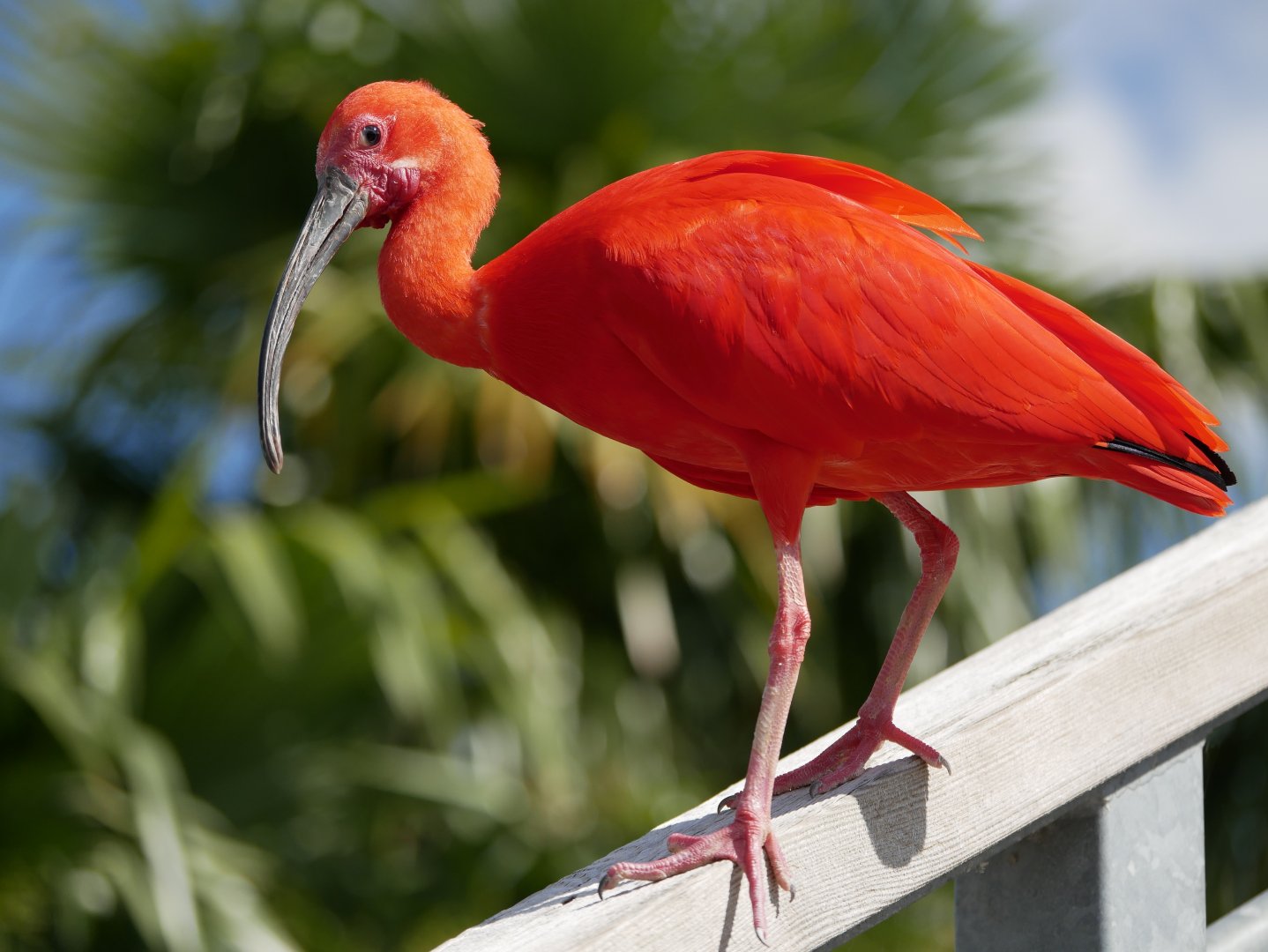Scarlet ibis (Eudocimus ruber)