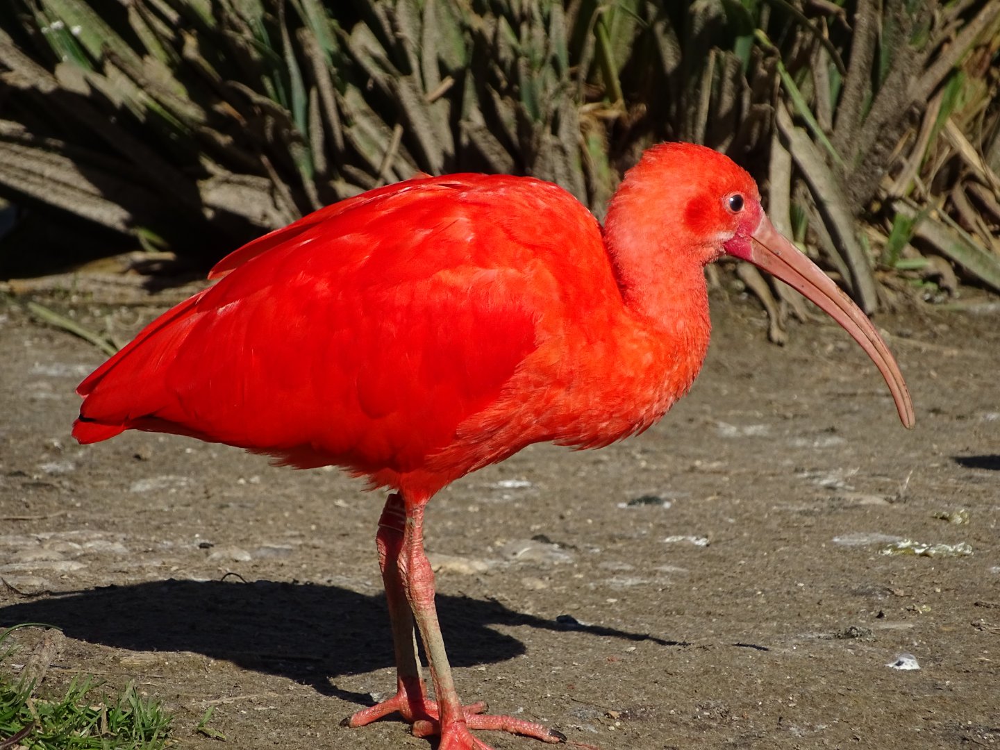 Scarlet ibis (Eudocimus ruber)