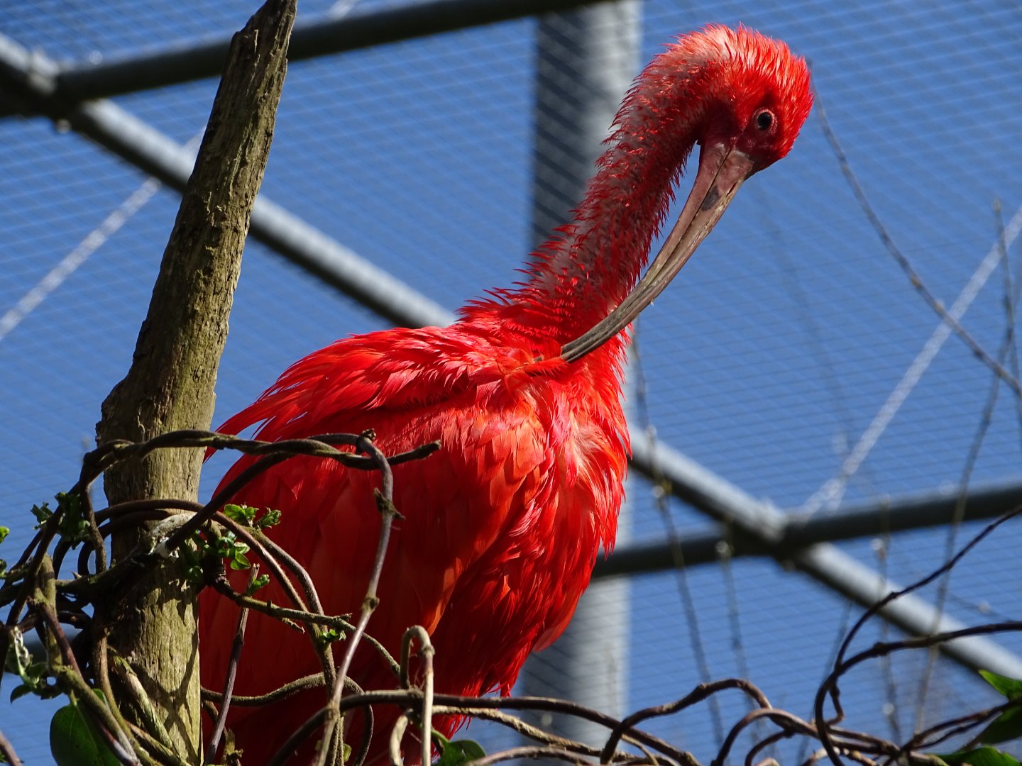 Scarlet ibis (Eudocimus ruber)
