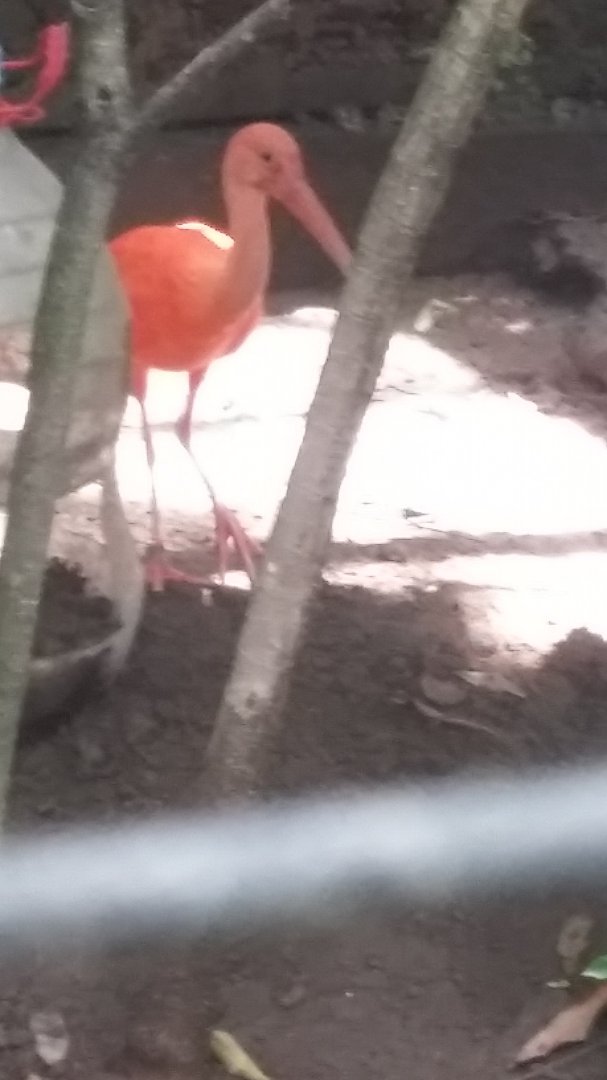 Scarlet ibis (Eudocimus ruber)